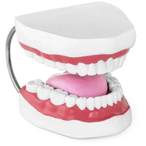 Модель зуба - Зубний ряд