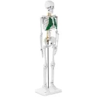 Міні-скелет - 83 см