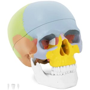 Модель черепа - кольорова