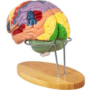 Анатомічна модель мозку людини VEVOR з ПВХ 221716см модель мозку можна розібрати на 4 частини, що ідеально підходить