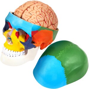 VEVOR Кольоровий 1:1 анатомічна людина 8 частин мозок череп скелет модель ПВХ