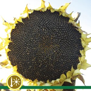 Насіння соняшнику Шенон (2023) - Стандарт (Гранстар 50г / га)