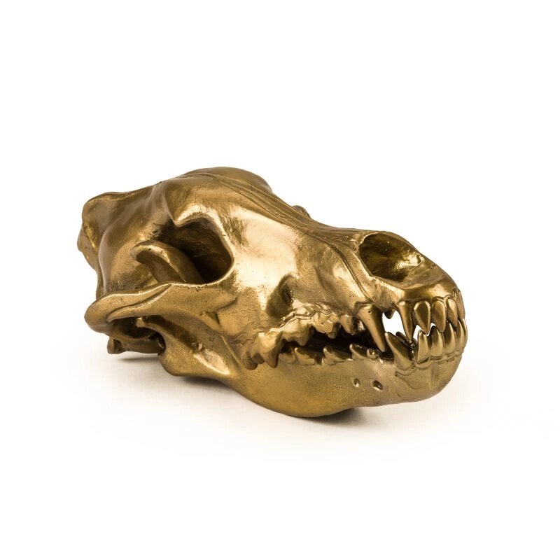Фігура вовчий череп "Diesel-wolf skull' 14 x 28 х 12 см від компанії Shock km ua - фото 1