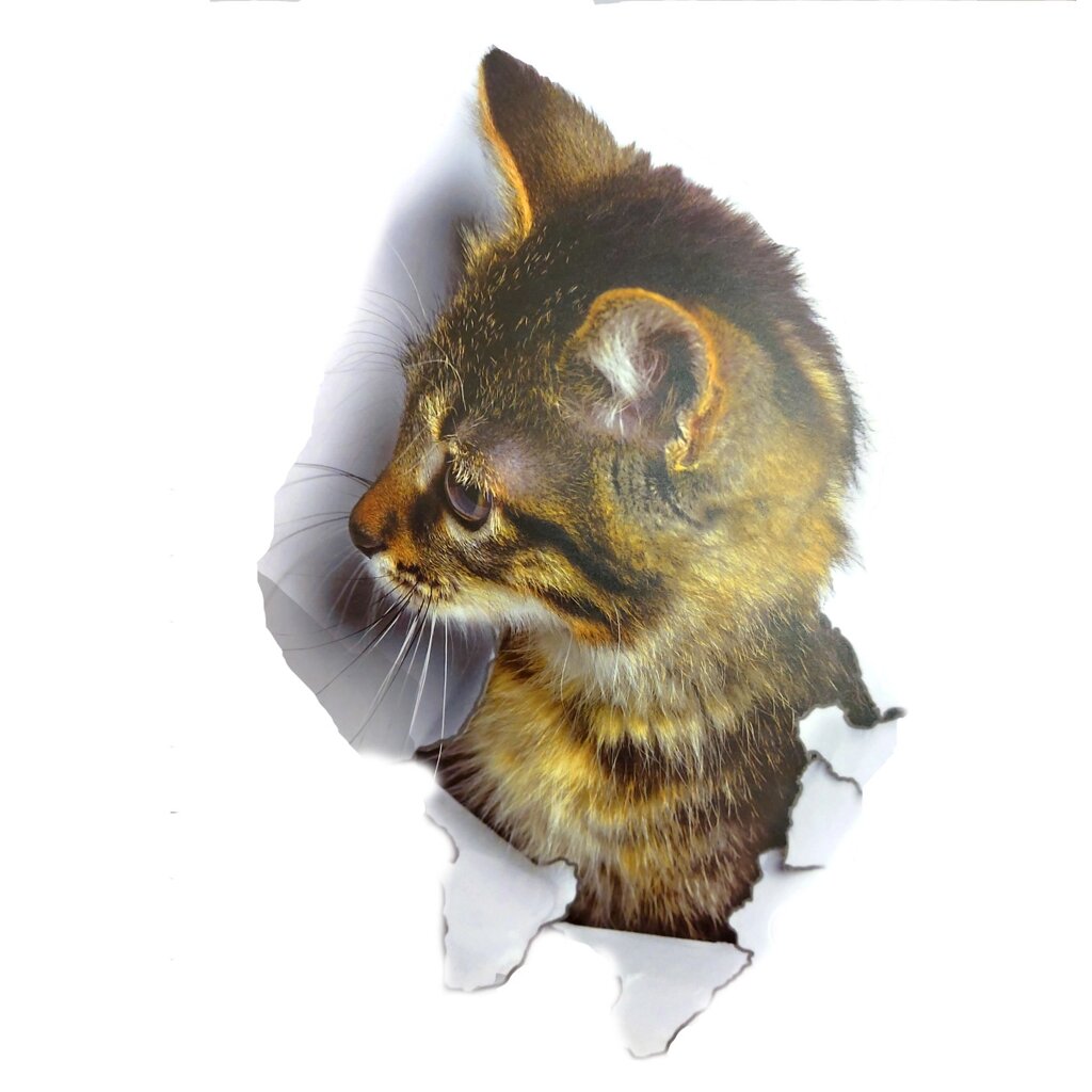 Інтер'єрна наклейка CD Кішка XH2002 25х16, 5см від компанії Shock km ua - фото 1