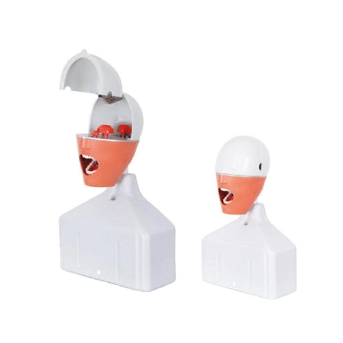 Фантом голова (стоматологічна модель тренувальна) Prodent SD-02 AK від компанії Медтехніка ZENET - Товари для здоров'я, затишку та комфорта - фото 1