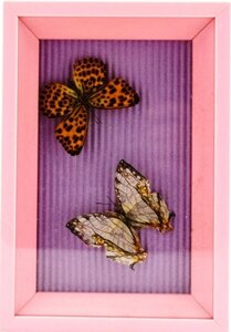 Картина два метелики в різнокольорових рамках 110х160х30 мм