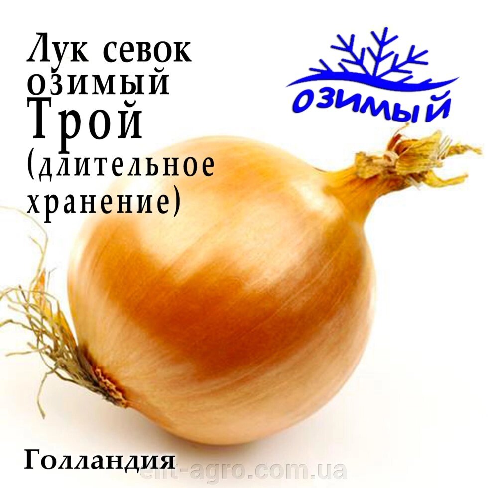Лук трой