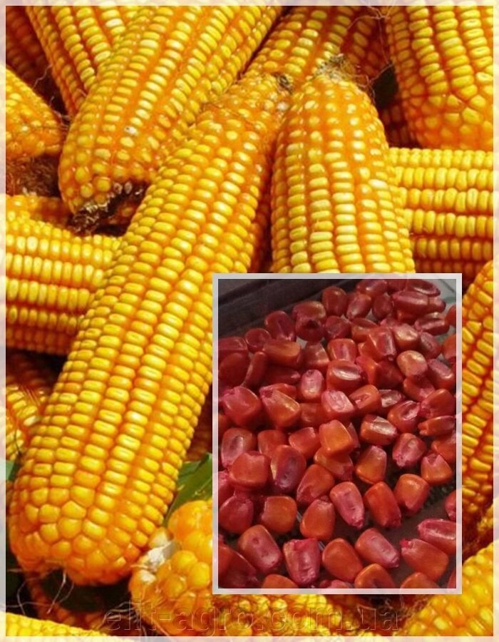 Насіння кормового Кукурудзи Данило, 1 кг від компанії ᐉ АГРОМАГАЗИН «ELIT-AGRO» / ТОВАРИ для будинку, саду, городу - фото 1