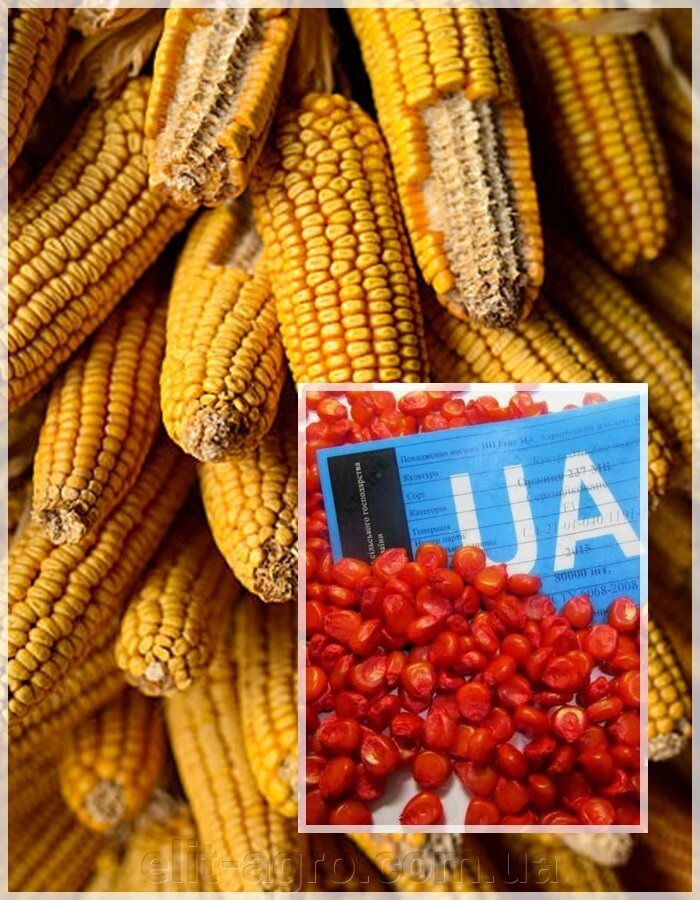 Насіння кормового Кукурудзи Любава 279 МВ, 1 кг від компанії ᐉ АГРОМАГАЗИН «ELIT-AGRO» / ТОВАРИ для будинку, саду, городу - фото 1