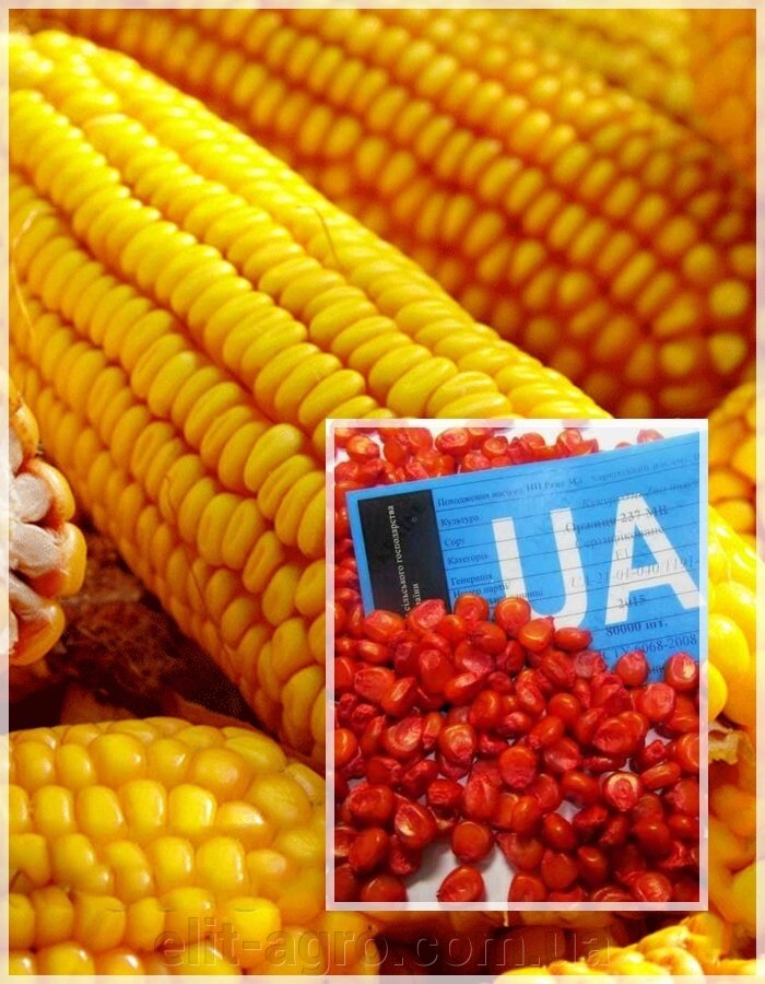 Насіння кормового Кукурудзи Маніфік, 1 кг від компанії ᐉ АГРОМАГАЗИН «ELIT-AGRO» / ТОВАРИ для будинку, саду, городу - фото 1