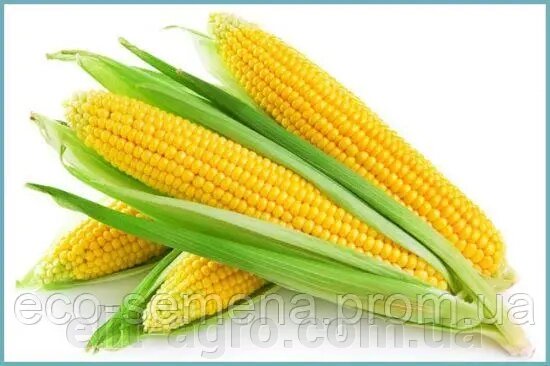Насіння кормової кукурудзи Галатея, 1 кг від компанії ᐉ АГРОМАГАЗИН «ELIT-AGRO» / ТОВАРИ для будинку, саду, городу - фото 1