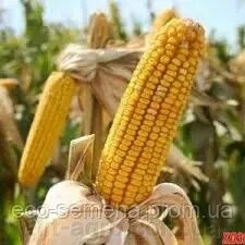 Насіння кормової кукурудзи Хортиця, 1 кг від компанії ᐉ АГРОМАГАЗИН «ELIT-AGRO» / ТОВАРИ для будинку, саду, городу - фото 1