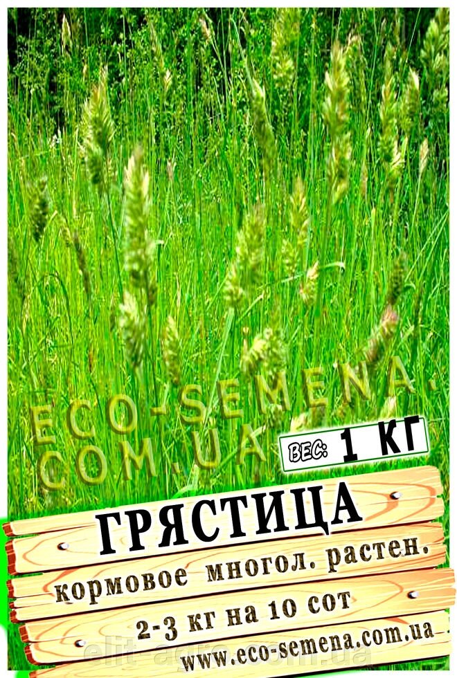 Насіння Трава грястіца (Їжака збірна) / 1 кг від компанії ᐉ АГРОМАГАЗИН «ELIT-AGRO» / ТОВАРИ для будинку, саду, городу - фото 1