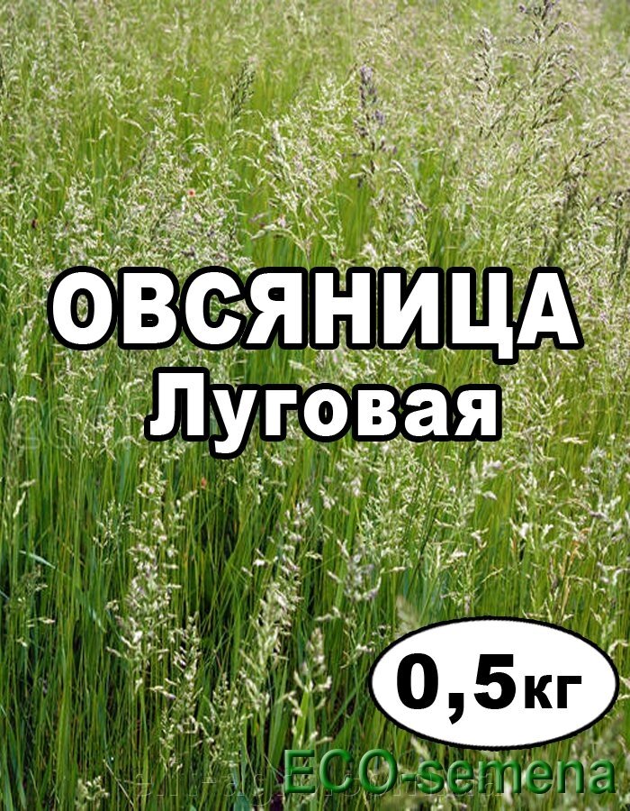 Насіння Трава Овсяниця Лугова 500 г від компанії ᐉ АГРОМАГАЗИН «ELIT-AGRO» / ТОВАРИ для будинку, саду, городу - фото 1