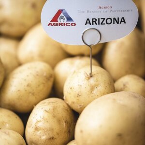 Картопля насіннєва Agrico Голландія, сорт Арізона ранній, 2.5 кг