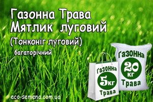 Насіння Газонна трава Мятлік Луговий, від 1 кг на вагу