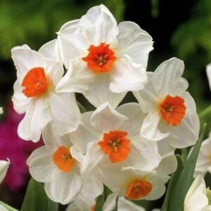 Нарцис (цибулина) багатоквітковий Geranium