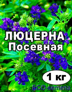 Насіння Люцерна намагніченість від 1 кг на вагу ( чистота :- 98%)