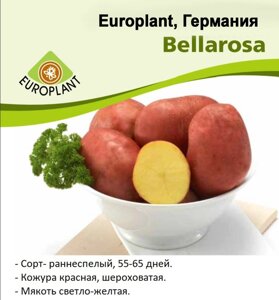 Картопля насіннєва Europlant Німеччина, сорт Беллароза (Bellarosа), ранній, 1 кг