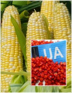 Насіння кормового Кукурудзи Оржиця 237 МВ F1, 1 кг