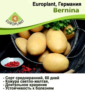 Картопля насіннєва Europlant Німеччина, сорт Берніна среднеранний, 1 кг
