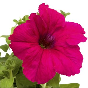 Насіння Петунія Танго F1 рожева (Професійне насіння, 20 шт)