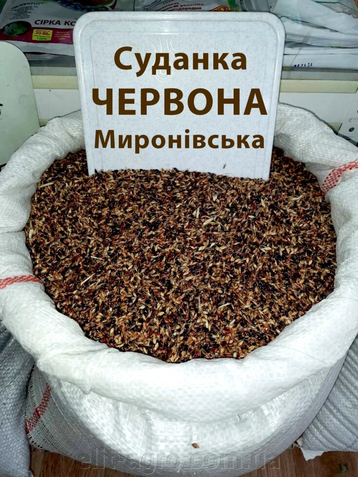 Насіння Суданської трави Миронівська червона (суданка червона) від 1 кг - Україна