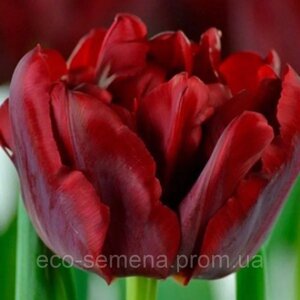 Тюльпан (цибулина) махровий Scarlet Verona