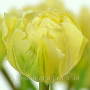 Тюльпан (цибулина) махровий Ippon