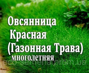 Насіння Вівсянніця Червона (газонна трава), 1 кг (на Вагу)