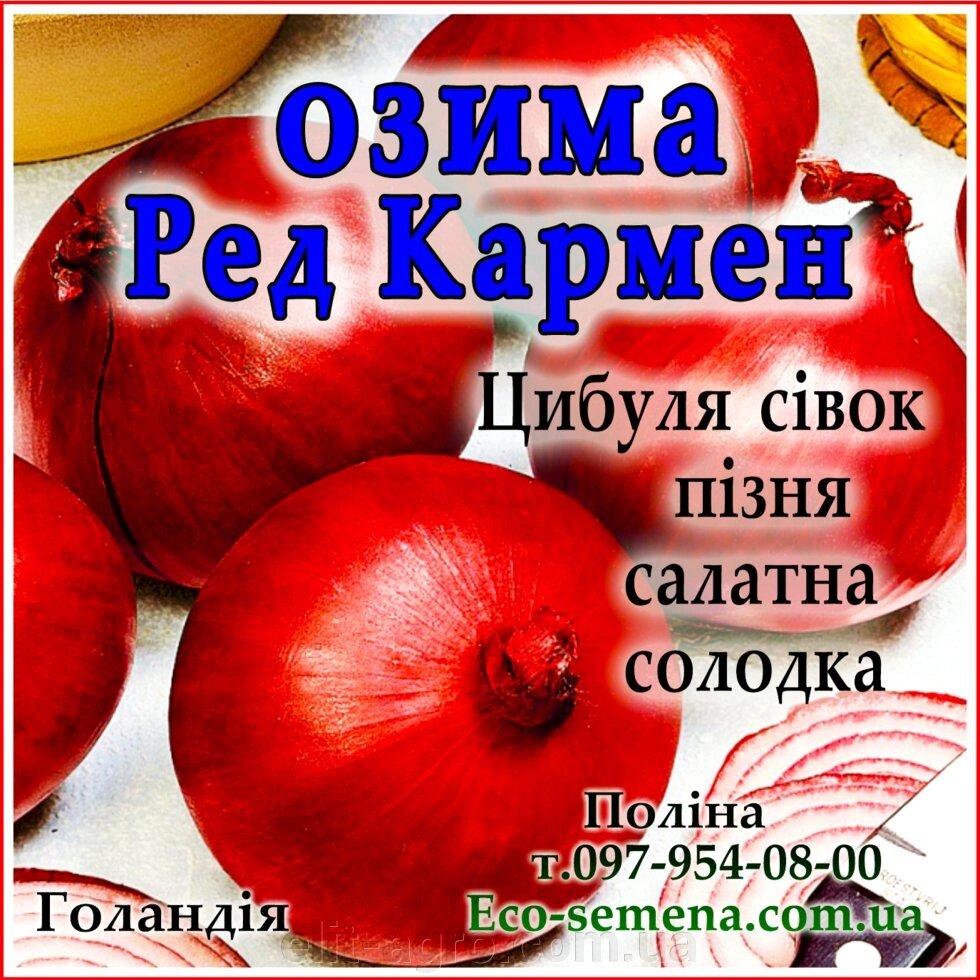 Лук севок озимий Ред Кармен (Red Karmen) Голландія 1 кг - гарантія