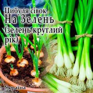 Лук севок на зелень (арбажейка) Україна 1 кг в Київській області от компании ᐉ АгроМагазин «ELIT-AGRO» / ТОВАРЫ для дома, сада, огорода