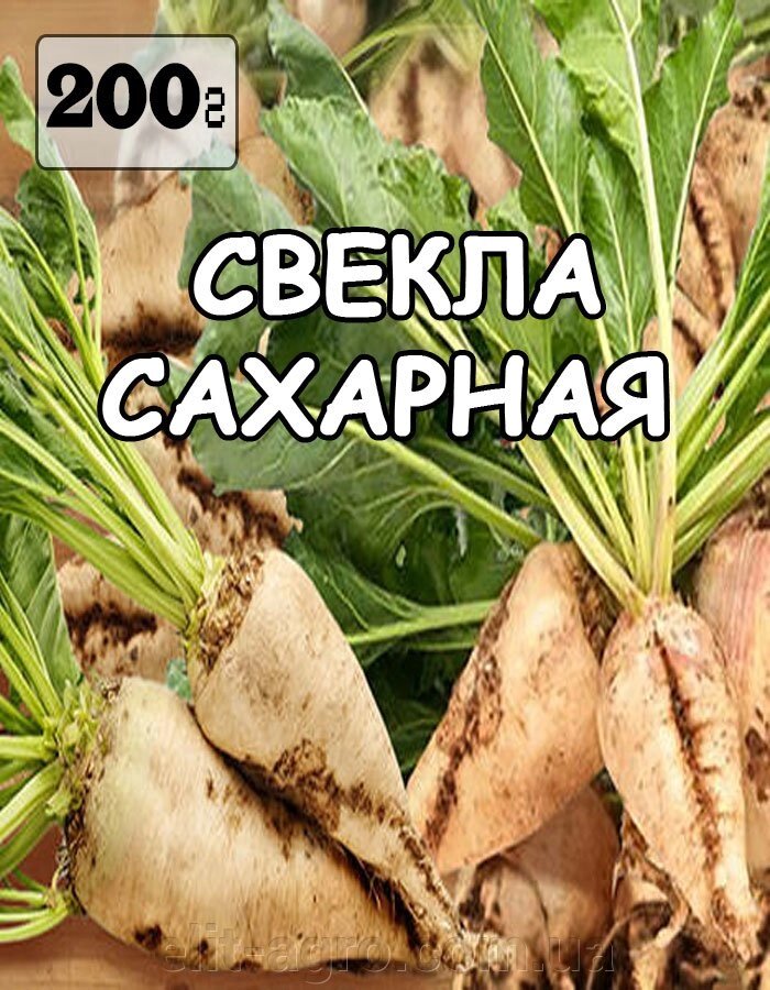 Насіння Буряк Цукрова (біла), Україна, 200 грам - опт