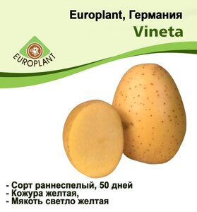 Картопля насіннєва Europlant Німеччина, сорт Вінетта ранній, 1 кг