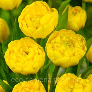 Тюльпан (цибулина) махровий Yellow Pomponnette