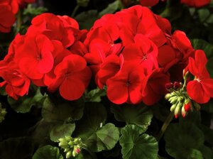 Насіння Квіти Пеларгонія садова червона, Профнасіння 10 шт