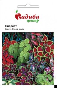 Насіння Колеус Блюма Еверест, Садиба центр (0.02 г.)