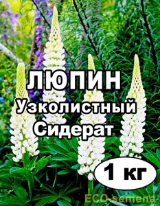 Насіння Люпин Білий Вузьколистий, від 1 кг на вагу
