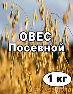 Насіння Овес посівної, від 1 кг на вагу