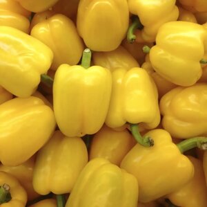 Насіння Перець солодкий Оростар F1, жовтий, Професійне насіння 8 шт.