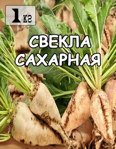 Насіння Буряк Цукрова (біла), Україна, 1 кг