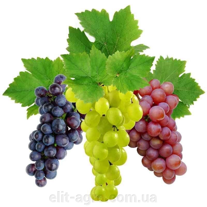 Сітка для захисту винограду від ос 5 кг / 28х40 см від компанії ᐉ АГРОМАГАЗИН «ELIT-AGRO» / ТОВАРИ для будинку, саду, городу - фото 1
