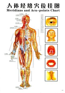 Плакати з меридіанами й акупунктурними точками.