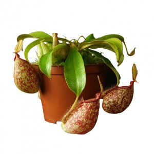 Рослина хижак Непентес Хукеріана AlienPlants Nepenthes "Hookeriana"SUN006CP)