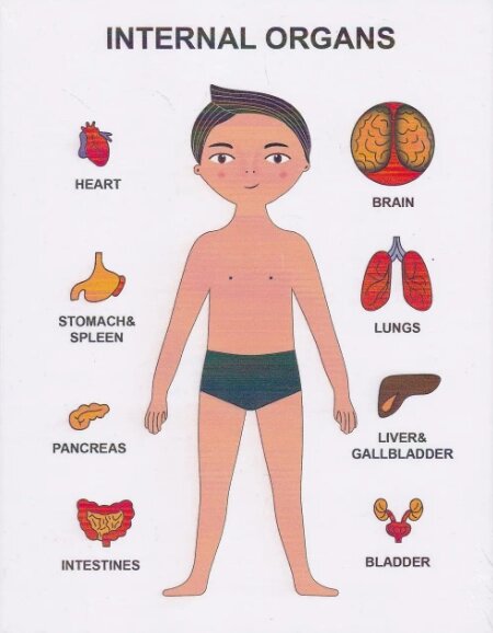 Пазли навчальні Internal Organs Strateg 30349 № 2 (Strateg) від компанії Книгарня БУККАФЕ - фото 1