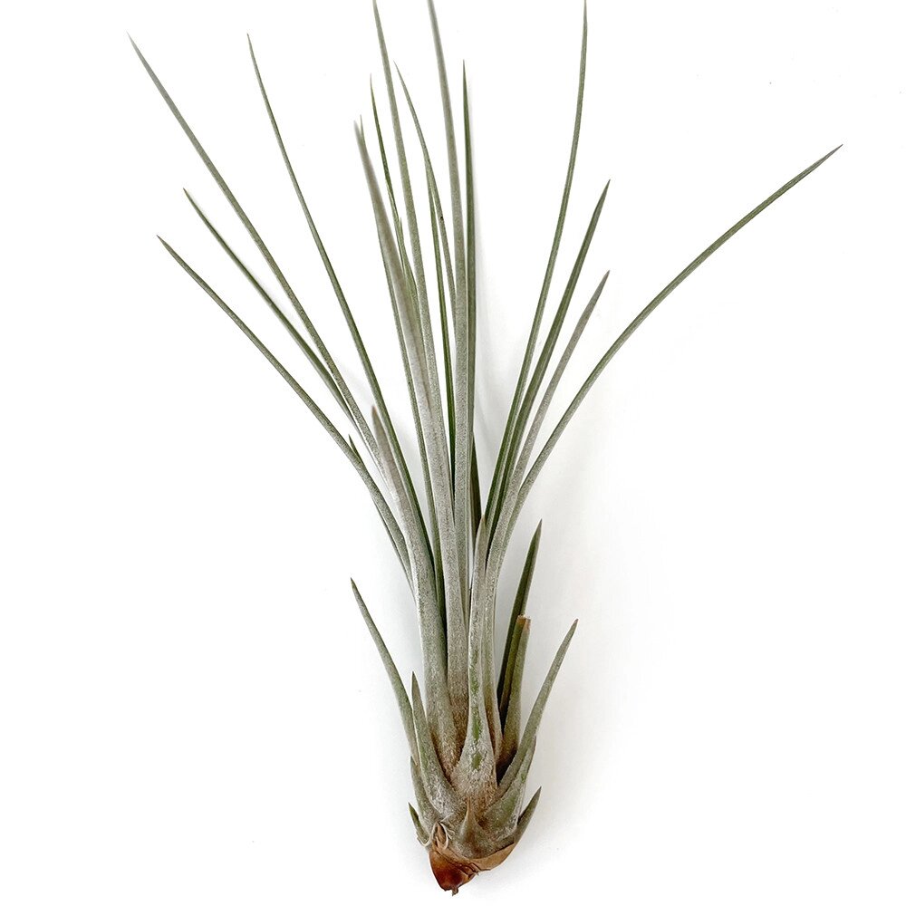 Тіландсія атмосферна Ситниковая (Tillandsia Juncea) розмір M - опис