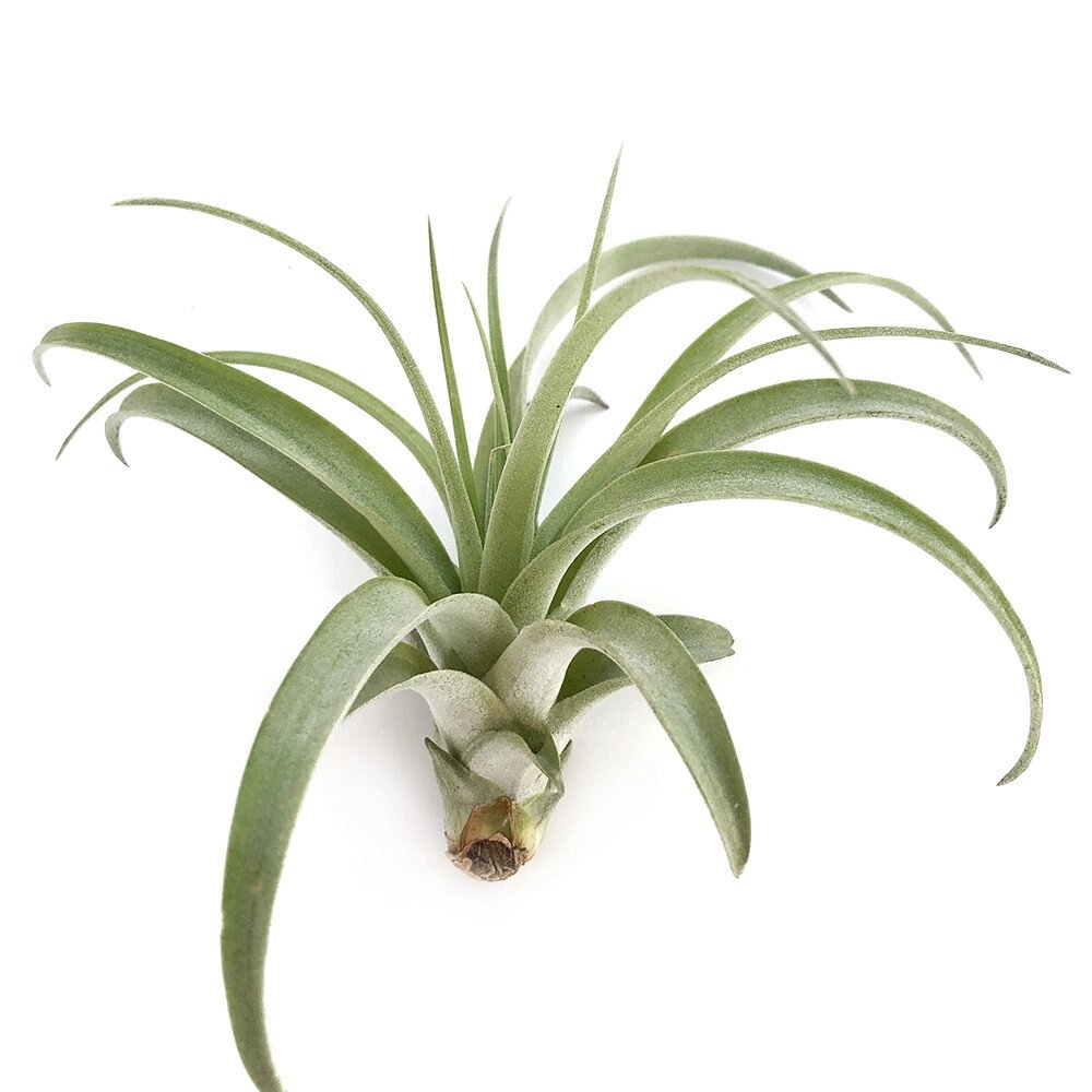 Тіландсія атмосферна Мультифлора (Tillandsia Multiflora) - характеристики