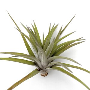 Тіландсія атмосферна Абдіда (Tillandsia Abdida)