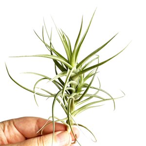 Тіландсія атмосферна Аерантос (Tillandsia Aeranthos)