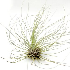 Тіландсія атмосферна Фуксі Аргентея (Tillandsia Fuchsii Argentea)